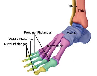 Ankle Anatomy